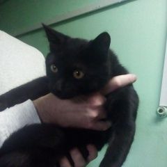 Подробнее об объявлении «Москва Найден кот» Фото: найдена кошка  «Москва Найден кот» в г. Москва