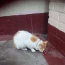 Подробнее об объявлении «Москва Найдена кошка бело-рыжая кошка (кот) в текстильщиках» Фото: найдена кошка  «Москва Найдена кошка бело-рыжая кошка (кот) в...» в г. Москва