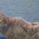 Подробнее об объявлении «Мытищи Найден кот ищет дом» Фото: найдена кошка  «Мытищи Найден кот ищет дом» в г. Мытищи