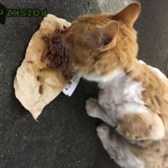 Подробнее об объявлении «Москва Найден кот срочно» Фото: найдена кошка  «Москва Найден кот срочно» в г. Москва
