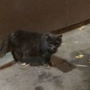 Подробнее об объявлении «Москва Найдена кошка строгино» Фото: найдена кошка  «Москва Найдена кошка строгино» в г. Москва