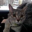 Подробнее об объявлении «Москва Найдена кошка дубнинская в ошейнике» Фото: найдена кошка  «Москва Найдена кошка дубнинская в ошейнике» в г. Москва