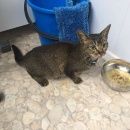 Подробнее об объявлении «Ставрополь Найден кот абиссинской породы 5-6 мес.» Фото: найдена кошка Абиссинская «Ставрополь Найден кот абиссинской породы 5-6 мес.» в г. Ставрополь