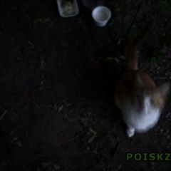 Подробнее об объявлении «Москва Найден кот» Фото: найдена кошка  «Москва Найден кот» в г. Москва