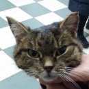 Подробнее об объявлении «Москва Найдена кошка в центре москвы» Фото: найдена кошка  «Москва Найдена кошка в центре москвы» в г. Москва