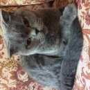 Подробнее об объявлении «Москва Найдена кошка» Фото: найдена кошка Британская короткошерстная «Москва Найдена кошка» в г. Москва