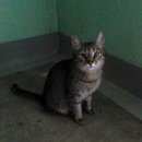 Подробнее об объявлении «Москва Найдена кошка сао, ул.ангарская» Фото: найдена кошка  «Москва Найдена кошка сао, ул.ангарская» в г. Москва