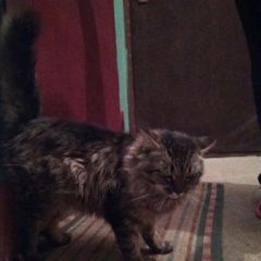 Подробнее об объявлении «Жуковский Найден кот серый пушистый кот» Фото: найдена кошка  «Жуковский Найден кот серый пушистый кот» в г. Жуковский