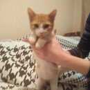 Подробнее об объявлении «Москва Найдена кошка коньково» Фото: найдена кошка  «Москва Найдена кошка коньково» в г. Москва