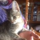 Подробнее об объявлении «Переславль-Залесский Найдена кошка красивая молодая, на вид месяца 3-4» Фото: найдена кошка  «Переславль-Залесский Найдена кошка красивая...» в г. Переславль-Залесский