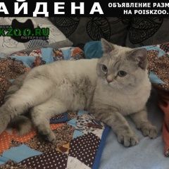 Подробнее об объявлении «Краснодар Найдена кошка похожа на тайскую» Фото: найдена кошка  «Краснодар Найдена кошка похожа на тайскую» в г. Краснодар