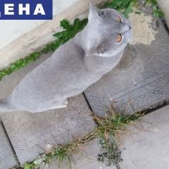 Подробнее об объявлении «Найден кот Тамбов» Фото: найдена кошка Британская короткошерстная «Найден кот Тамбов» в г. Тамбов