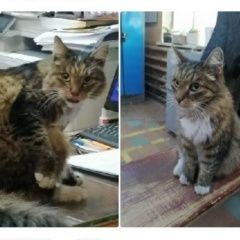 Подробнее об объявлении «Найдена кошка на стальзаводе бежица Брянск» Фото: найдена кошка  «Найдена кошка на стальзаводе бежица Брянск» в г. Брянск