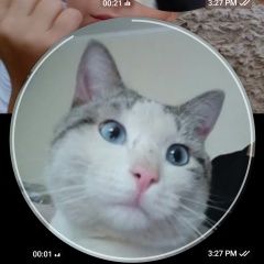 Подробнее об объявлении «Найден кот Чебоксары» Фото: найдена кошка  «Найден кот Чебоксары» в г. Чебоксары