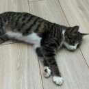 Подробнее об объявлении «Найдена кошка Оренбург» Фото: найдена кошка  «Найдена кошка Оренбург» в г. Оренбург