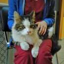 Подробнее об объявлении «Москва Найден кот в бирюлево» Фото: найдена кошка  «Москва Найден кот в бирюлево» в г. Москва