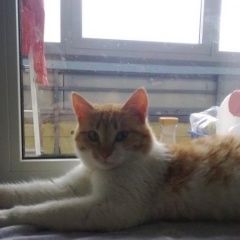 Подробнее об объявлении «Найден кот бело рыжий кот Шарья» Фото: найдена кошка  «Найден кот бело рыжий кот Шарья» в г. Шарья