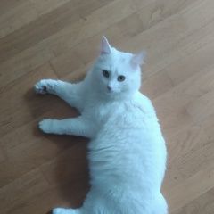 Подробнее об объявлении «Москва Найден кот» Фото: найдена кошка  «Москва Найден кот» в г. Москва