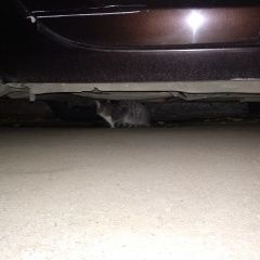 Подробнее об объявлении «Москва Найдена кошка серая с белым» Фото: найдена кошка  «Москва Найдена кошка серая с белым» в г. Москва