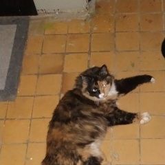 Подробнее об объявлении «Москва Найдена кошка или кот, домашняя» Фото: найдена кошка  «Москва Найдена кошка или кот, домашняя» в г. Москва