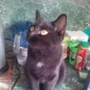 Подробнее об объявлении «Мытищи Найден кот ик» Фото: найдена кошка  «Мытищи Найден кот ик» в г. Мытищи