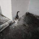 Подробнее об объявлении «Москва Найден кот мцк соколиная гора, кошка серо-белая» Фото: найдена кошка  «Москва Найден кот мцк соколиная гора, кошка...» в г. Москва