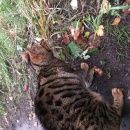 Подробнее об объявлении «Санкт-Петербург Найдена кошка молодая полосатая кошечка» Фото: найдена кошка  «Санкт-Петербург Найдена кошка молодая полосатая...» в г. Санкт-Петербург