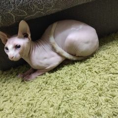 Подробнее об объявлении «Найдена кошка приблудилась кошка -вернем хозяевам Анапа» Фото: найдена кошка Сфинкс «Найдена кошка приблудилась кошка -вернем...» в г. Анапа