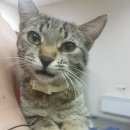 Подробнее об объявлении «Москва Найден кот. сао» Фото: найдена кошка  «Москва Найден кот. сао» в г. Москва