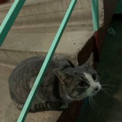 Подробнее об объявлении «Найдена кошка Москва» Фото: найдена кошка  «Найдена кошка Москва» в г. Москва