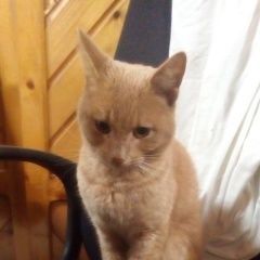 Подробнее об объявлении «Москва Найден кот недалеко от м. рижская» Фото: найдена кошка  «Москва Найден кот недалеко от м. рижская» в г. Москва