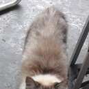 Подробнее об объявлении «Ангарск Найден кот» Фото: найдена кошка Невская маскарадная «Ангарск Найден кот» в г. Ангарск