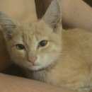 Подробнее об объявлении «Ульяновск Найдена кошка котенок» Фото: найдена кошка  «Ульяновск Найдена кошка котенок» в г. Ульяновск