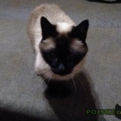 Подробнее об объявлении «Найдена кошка Санкт-Петербург» Фото: найдена кошка  «Найдена кошка Санкт-Петербург» в г. Санкт-Петербург
