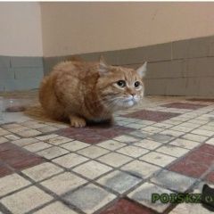 Подробнее об объявлении «Москва Найдена кошка» Фото: найдена кошка  «Москва Найдена кошка» в г. Москва