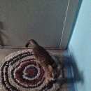 Подробнее об объявлении «Ангарск Найден кот в 7мкр» Фото: найдена кошка  «Ангарск Найден кот в 7мкр» в г. Ангарск