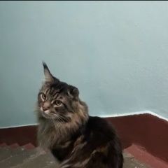 Подробнее об объявлении «Найдена кошка мейнкун Москва» Фото: найдена кошка Мейн-кун «Найдена кошка мейнкун Москва» в г. Москва