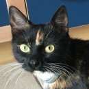 Подробнее об объявлении «Москва Найдена кошка на ул.толбухина» Фото: найдена кошка  «Москва Найдена кошка на ул.толбухина» в г. Москва