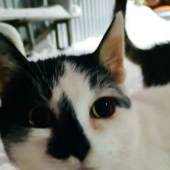 Подробнее об объявлении «Найдена кошка Немчиновка» Фото: найдена кошка  «Найдена кошка Немчиновка» в г. Немчиновка