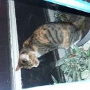 Подробнее об объявлении «Мытищи Найдена кошка на шее коричневый ошейник» Фото: найдена кошка  «Мытищи Найдена кошка на шее коричневый ошейник» в г. Мытищи