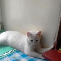 Подробнее об объявлении «Москва Найден кот белого цвета» Фото: найдена кошка  «Москва Найден кот белого цвета» в г. Москва