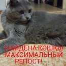 Подробнее об объявлении «Найдена кошка первомайский район Ростов-на-Дону» Фото: найдена кошка  «Найдена кошка первомайский район Ростов-на-Дону» в г. Ростов-на-Дону