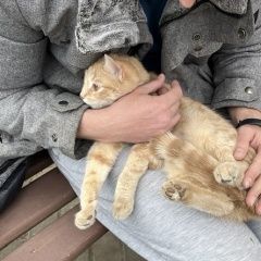 Картинка найдена кошка В городе Красногорск замечена кошечька. Красногорск