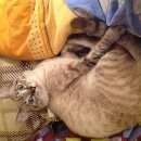 Подробнее об объявлении «Москва Найден кот тайский кот сил тебби поинт окрас» Фото: найдена кошка Тайская «Москва Найден кот тайский кот сил тебби поинт...» в г. Москва