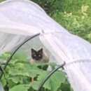 Подробнее об объявлении «Москва Найден кот породистый тайский кот.» Фото: найдена кошка Тайская «Москва Найден кот породистый тайский кот.» в г. Москва