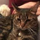 Подробнее об объявлении «Москва Найдена кошка» Фото: найдена кошка  «Москва Найдена кошка» в г. Москва