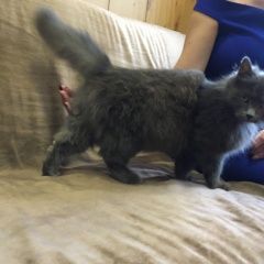Подробнее об объявлении «Найдена кошка Адлер» Фото: найдена кошка  «Найдена кошка Адлер» в г. Адлер