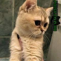 Подробнее об объявлении «Москва Найдена кошка» Фото: найдена кошка  «Москва Найдена кошка» в г. Москва