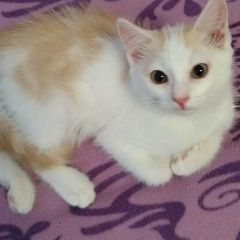 Подробнее об объявлении «Найден котик три месяца Зеленоград» Фото: найдена кошка  «Найден котик три месяца Зеленоград» в г. Зеленоград