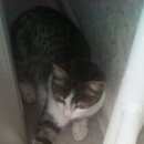 Подробнее об объявлении «Найден котёнок в возрасте около - меся Дмитров» Фото: найдена кошка  «Найден котёнок в возрасте около - меся Дмитров» в г. Дмитров